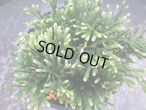 画像3: 白凰殿　（4.5号プラ）