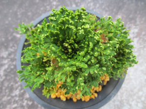 画像3: 深山牡丹　（4号プラ）