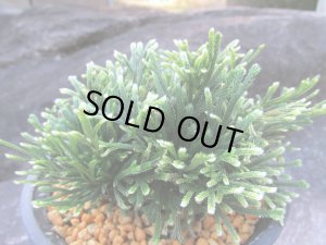 画像2: 白凰殿　（4.5号プラ）