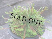 紫炎龍　（5号プラ）