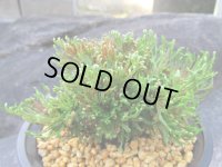 墨流　（4.5号プラ）