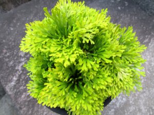 画像3: 涼風　（5号プラ）