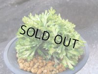 金華山　（4号プラ）