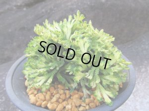 画像1: 金華山　（4号プラ）