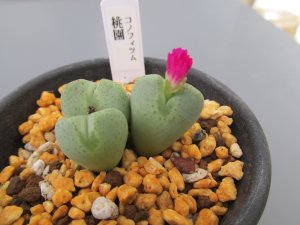 画像1: コノフィツム【桃園】2.5号