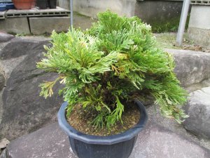 画像1: 石岡錦　（7号）【セール品】