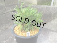 銀龍　（5号）【セール品】