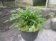 画像1: 秋葉龍王　（6号）【セール品】 (1)