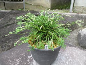 画像1: 秋葉龍王　（6号）【セール品】