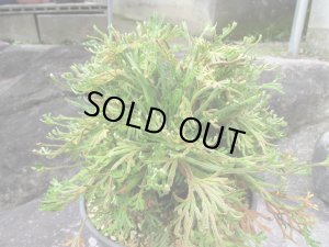 画像3: 司金龍　（6号）【セール品】