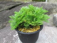 清流ノ華　（5号）【セール品】