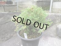 冠雪　（6号）【セール品】