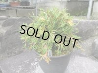 司金龍　（6号）【セール品】