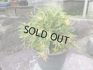 画像1: 司金龍　（6号）【セール品】