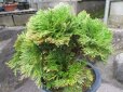 画像3: 石岡錦　（7号）【セール品】 (3)