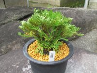 白鳳　（5号）【セール品】