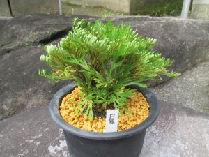 画像1: 白鳳　（5号）【セール品】