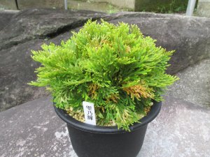 画像1: 雫乃輝　（5号）【セール品】