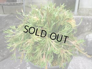 画像2: 司金龍　（6号）【セール品】