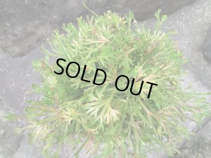 画像4: 司金龍　（6号）【セール品】