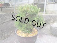 麒麟獅子　（6号）【セール品】