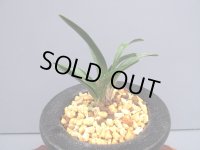 日本春蘭【達磨】