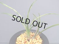 日本春蘭【紅竜】