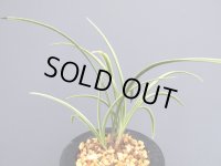 日本春蘭【華厳】