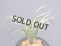 日本春蘭【麒麟冠】