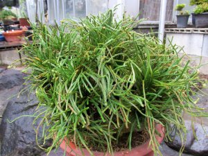 画像5: イワヒバ特選品【青龍】（11号化粧鉢）セール価格です