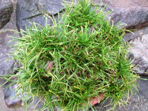 画像6: イワヒバ特選品【青龍】（11号化粧鉢）セール価格です