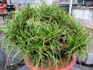 画像2: イワヒバ特選品【青龍】（11号化粧鉢）セール価格です