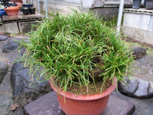 画像1: イワヒバ特選品【青龍】（11号化粧鉢）セール価格です