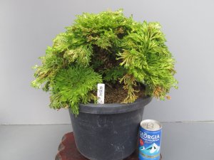 画像1: 黄唐花　（8号）【セール品】