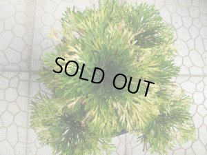 画像5: 清姫　（7号）【セール品】