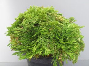 画像2: 黄唐花　（8号）【セール品】