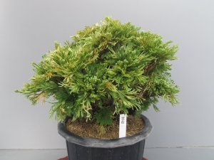 画像1: 雲仙　（7号）【セール品】