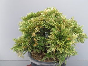 画像3: 雲仙　（7号）【セール品】