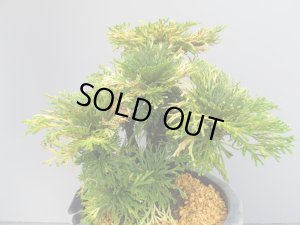 画像3: 清姫　（7号）【セール品】