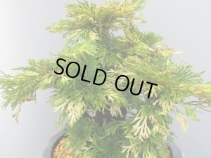 画像2: 清姫　（7号）【セール品】