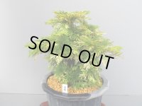 清姫　（7号）【セール品】