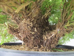 画像3: 黄唐花　（8号）【セール品】