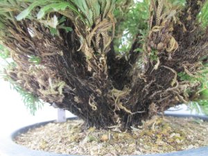 画像5: 雲仙　（7号）【セール品】