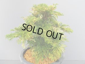 画像4: 清姫　（7号）【セール品】