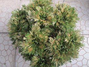 画像4: 雲仙　（7号）【セール品】