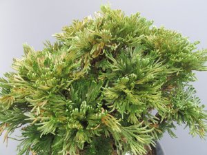 画像2: 雲仙　（7号）【セール品】