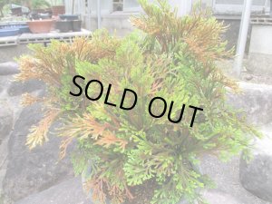 画像3: 泰黄冠　（7号）【セール品】