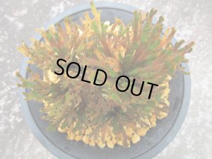 画像3: イワヒバ珍稀種【光琳】（4号プラ鉢）