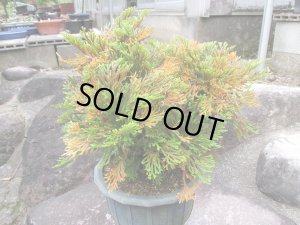 画像1: 泰黄冠　（7号）【セール品】