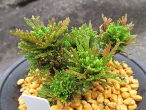 画像2: イワヒバ珍稀種【墨染錦】（4号プラ鉢）